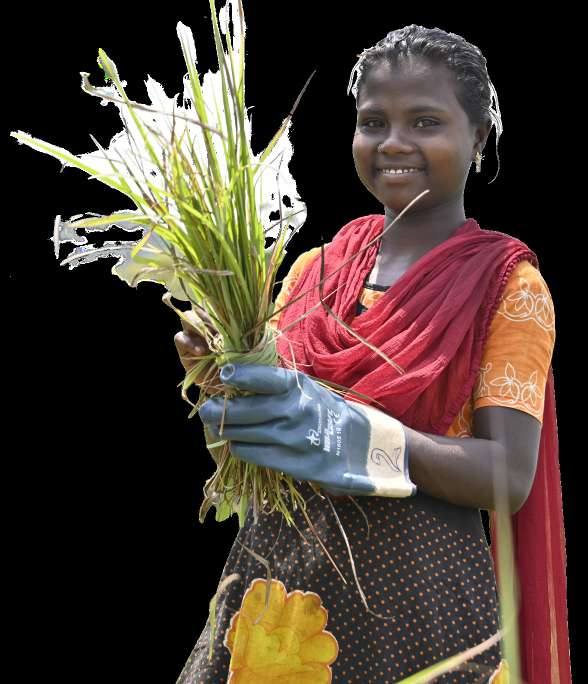 Tribal woman holding harvested lemongrass